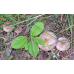 Мицелий Млечника блеклого / Млечник вялый ( Lactarius vietus)